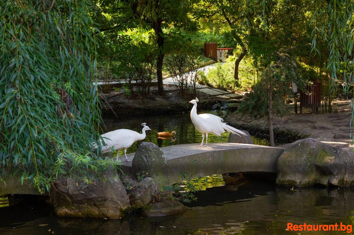 The most beautiful Garden in Sofia!