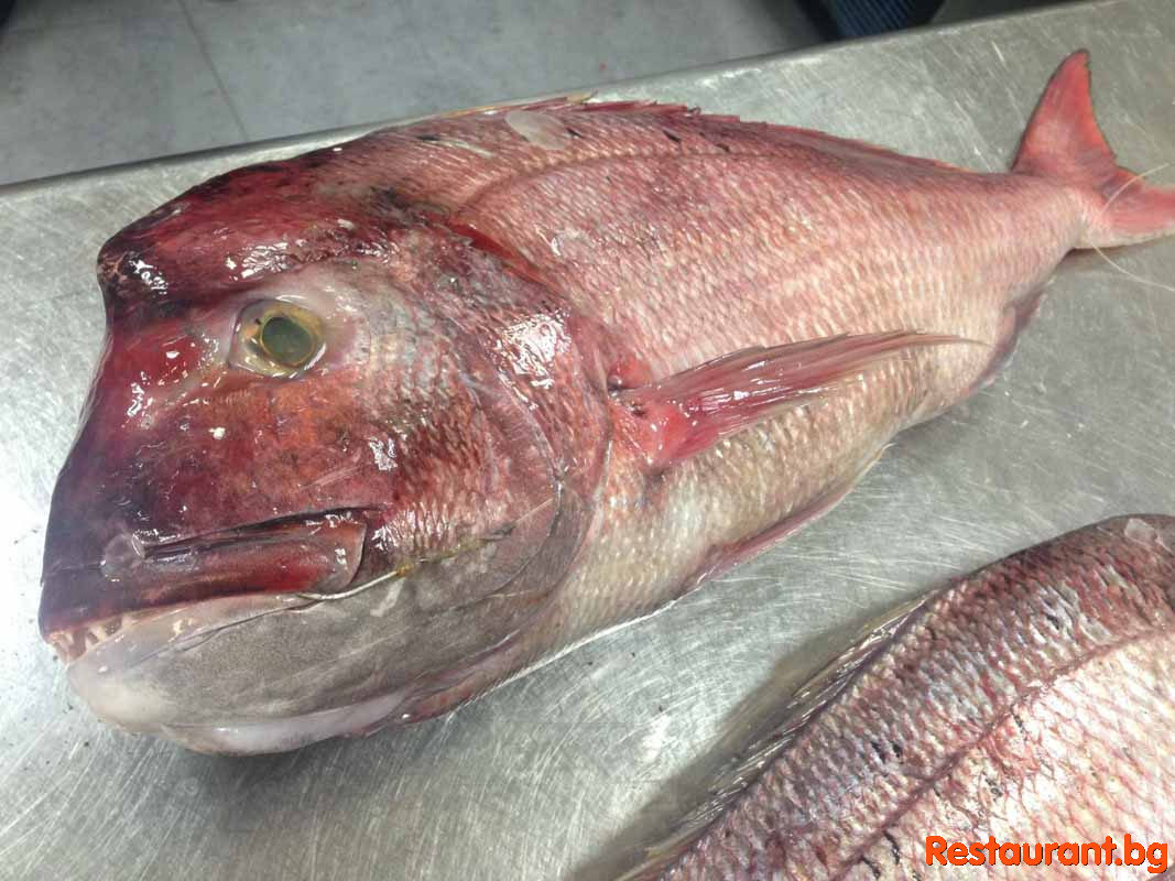 Fresh Fish !