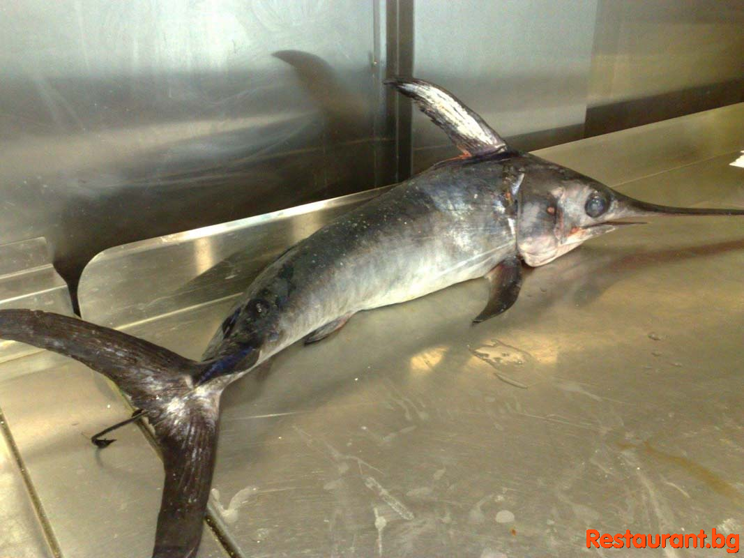 Fresh Fish !