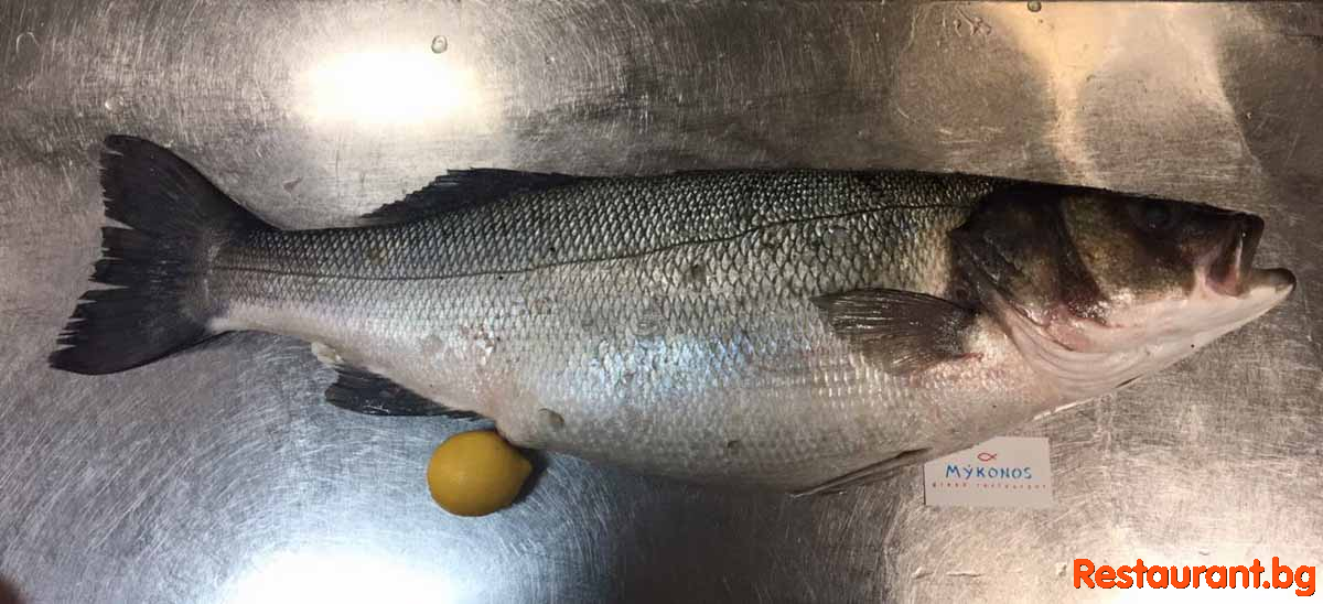 Fresh Fish !