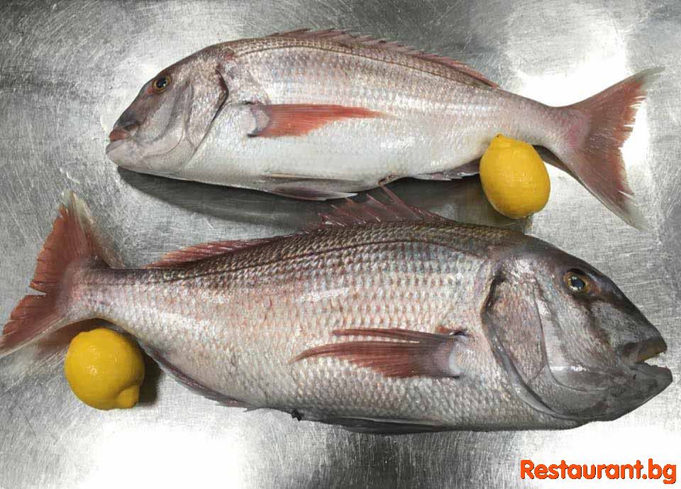 Fresh Fish !