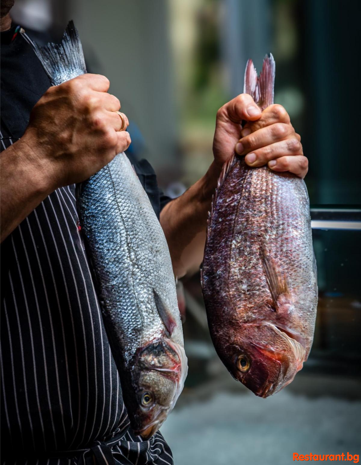 Fresh Fish !