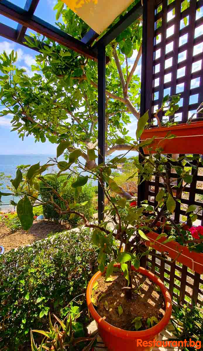 The Garden